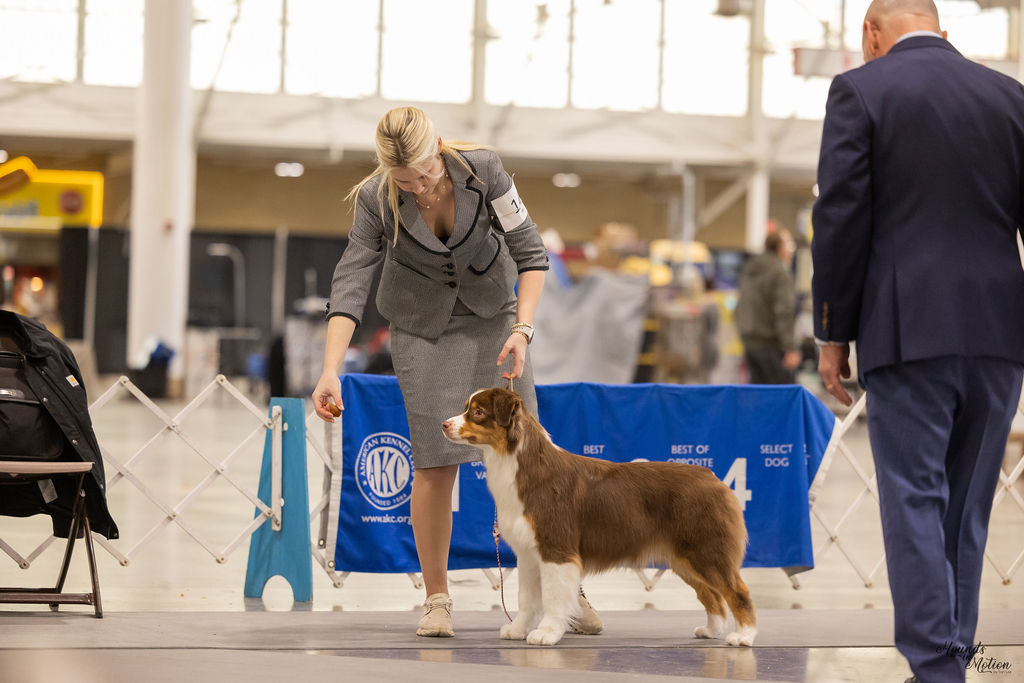Cerise — AKC win photo