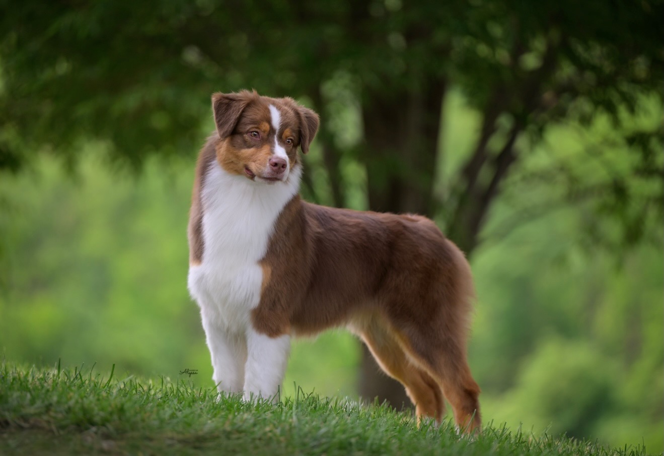 Cerise — CherryCove Australian Shepherd standing in grass