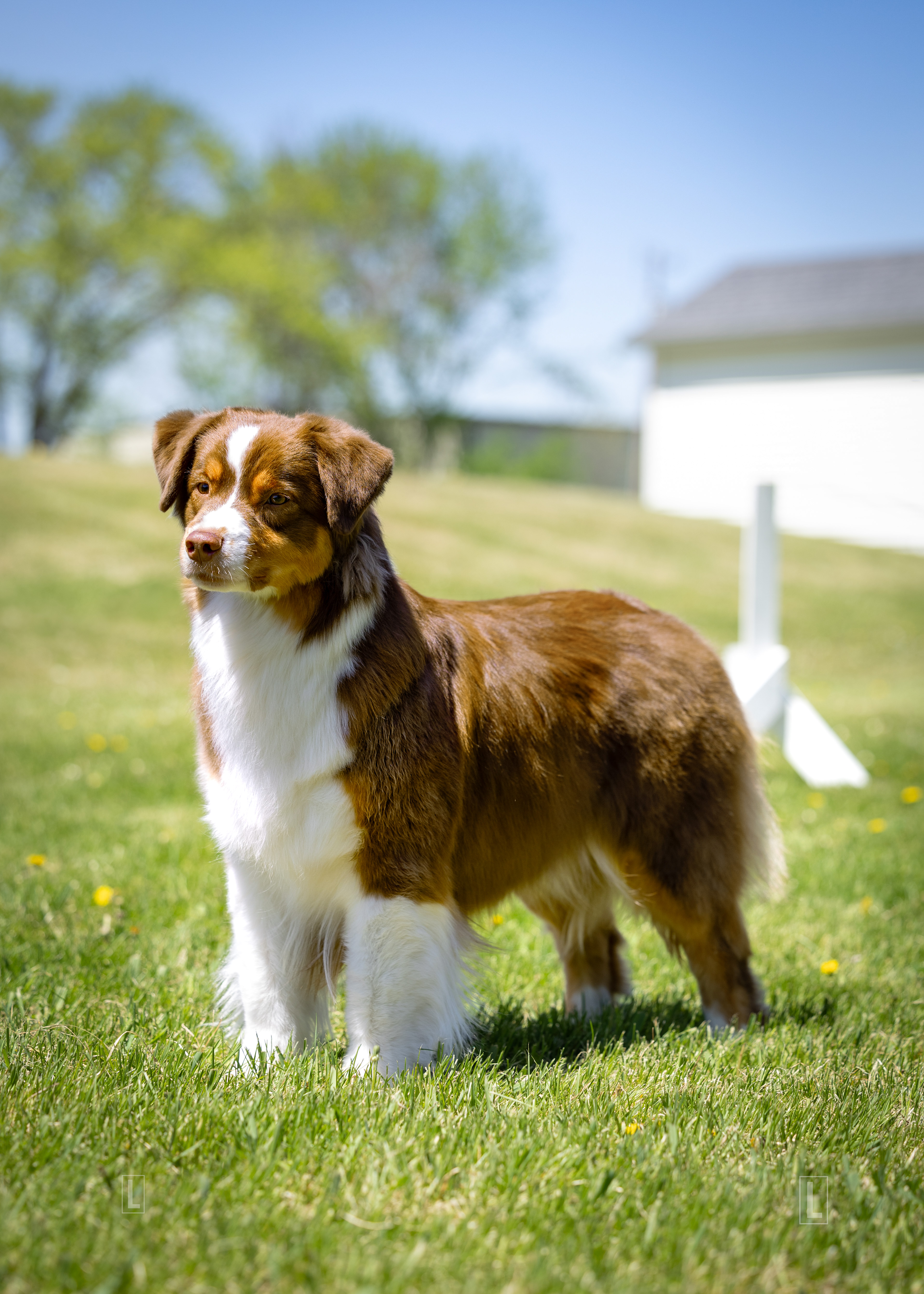 Cerise — CherryCove Australian Shepherd portrait